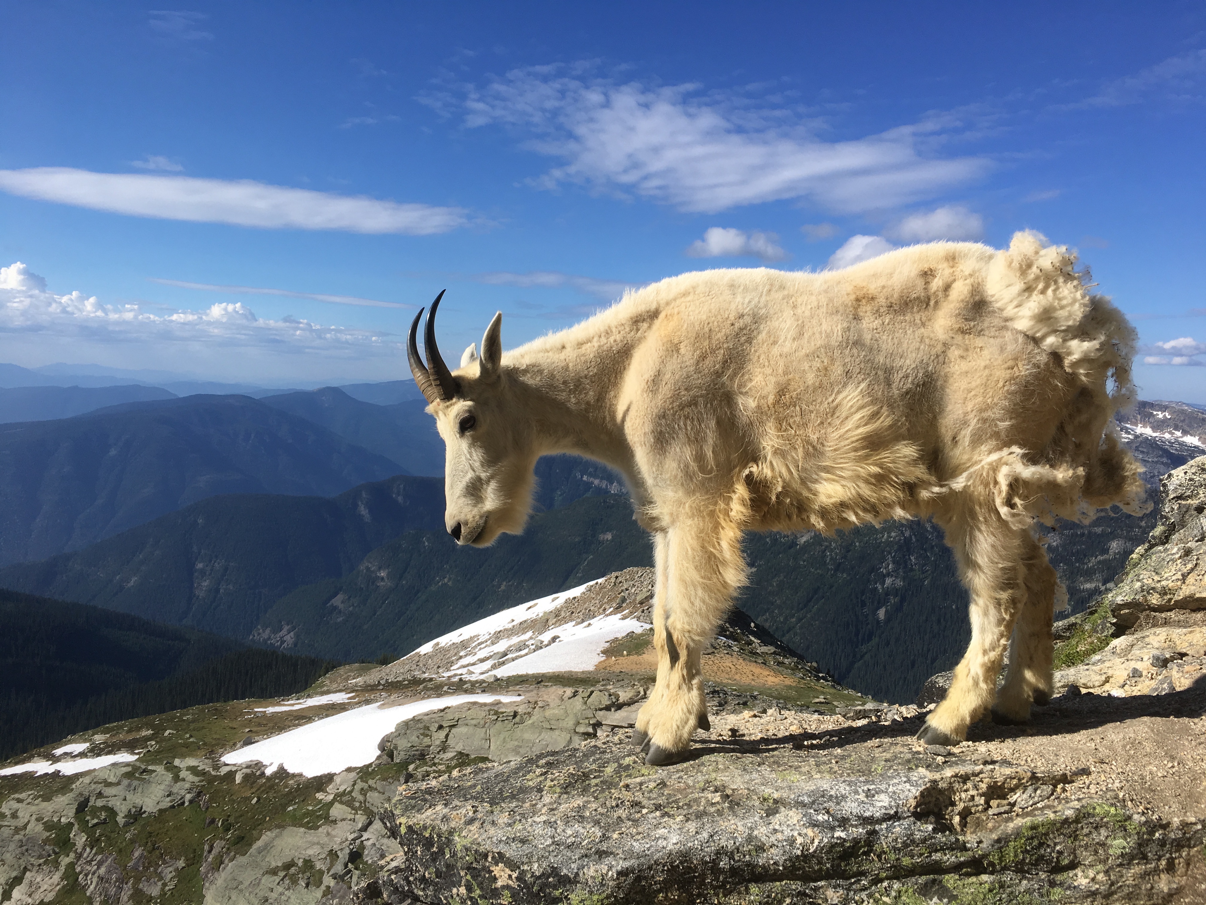 A mountain goat in Canada